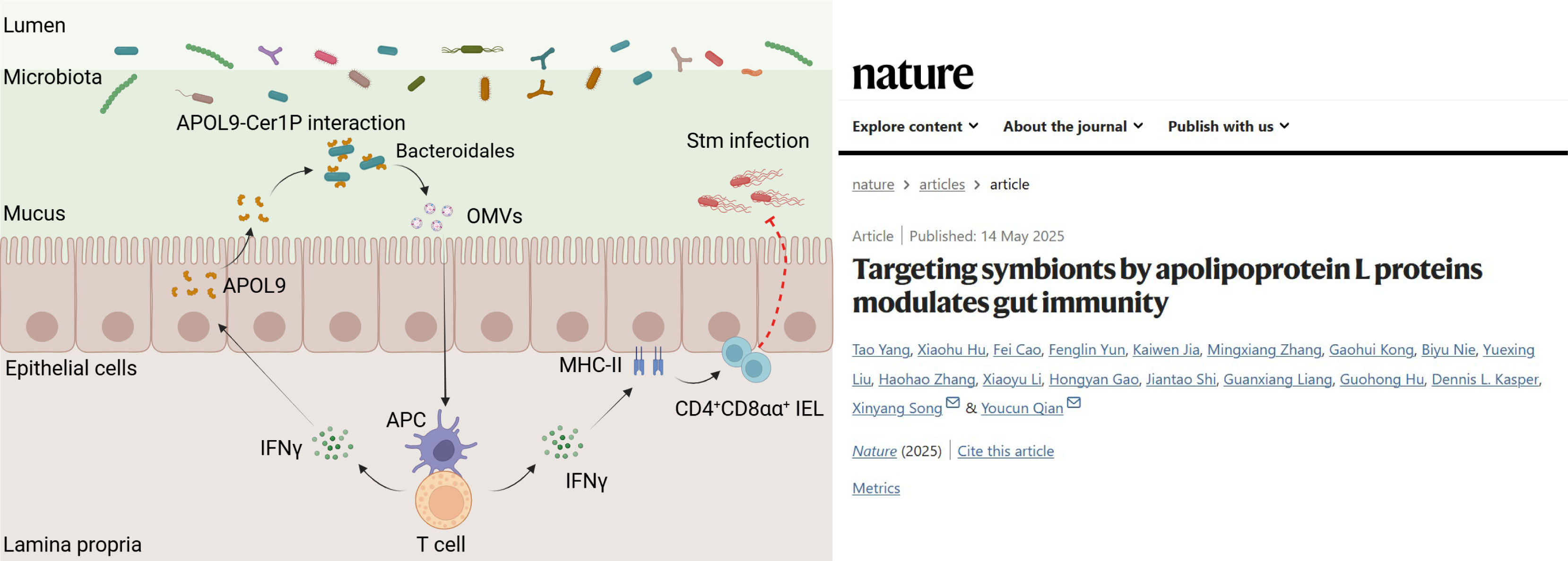 Nature|营养与健康所钱友存研究组合作揭示新型载脂蛋白-共生菌鞘脂互作调控肠道黏膜稳态新机制