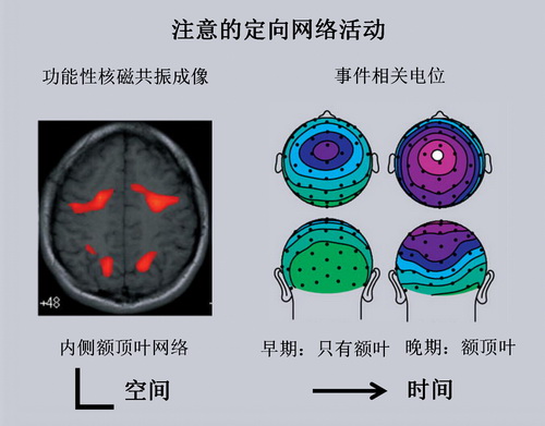 头脑简单、四肢发达？错！运动员们可都是最强大脑