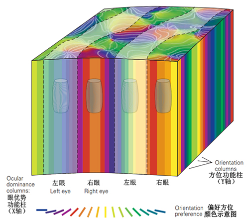 从视网膜到视皮层——视觉系统知多少