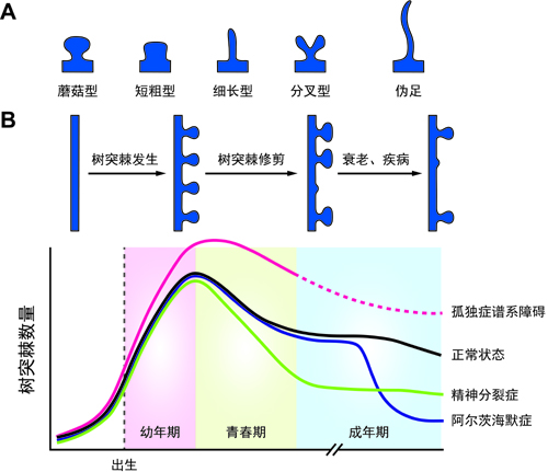 赢家通吃：神经环路修剪的竞争机制