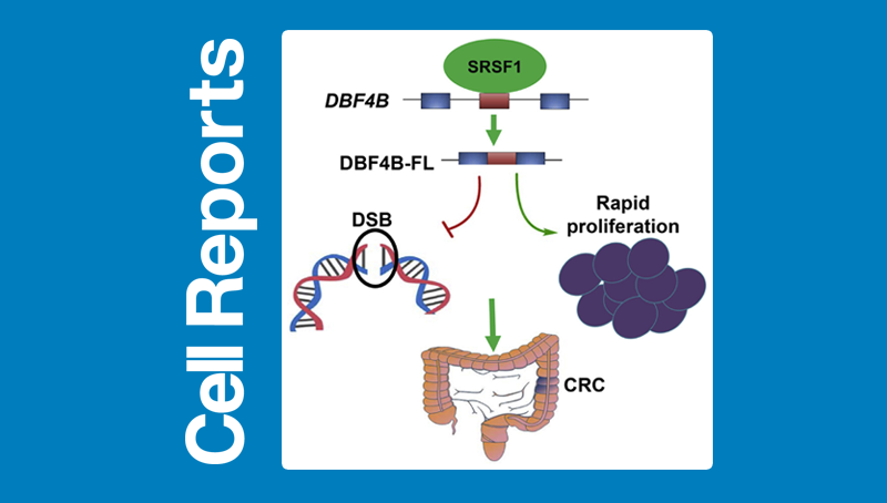 冯英研究组发现DBF4B剪接在肿瘤细胞中的调控作用