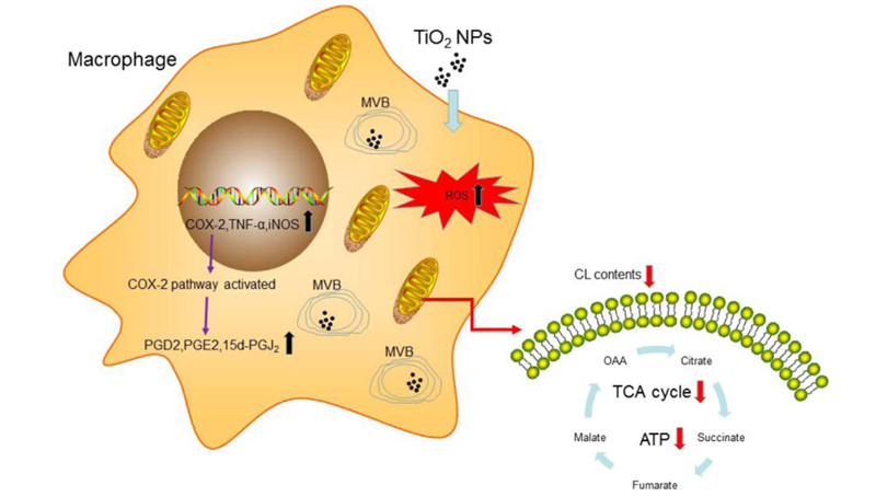 尹慧勇研究组发现二氧化钛纳米颗粒影响巨噬细胞功能和免疫反应的新机制