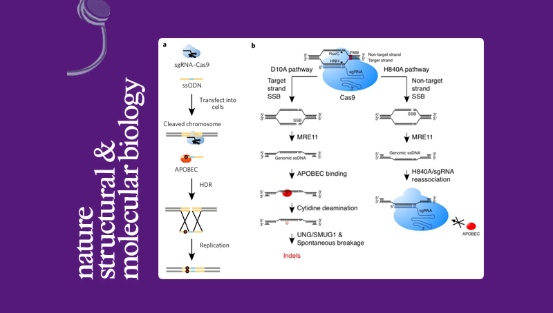 杨力研究组合作揭示APOBEC3介导的DNA修复在CRISPR/Cas9基因编辑过程中产生突变的新机制