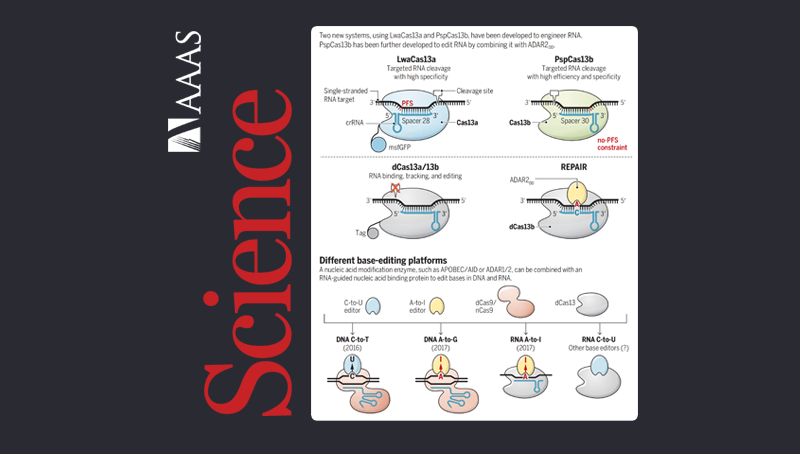 中国科学院上海营养与健康研究院科研人员在<em>Science</em>上发表perspective推荐Cas13系统介导的RNA研究新体系