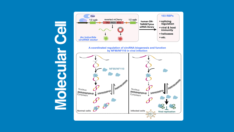 上海生科院(人口健康领域)科研人员合作发现NF90/NF110对环形RNA表达调控和功能作用的新机制