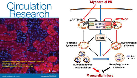 杨黄恬研究组合作发现溶酶体膜蛋白减轻心肌缺血/再灌注损伤的作用和自噬调控新机制