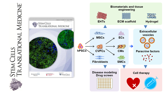 杨黄恬研究员受邀发表人多能干细胞衍生心肌细胞应用于心脏疾病模型与治疗的观点性综述