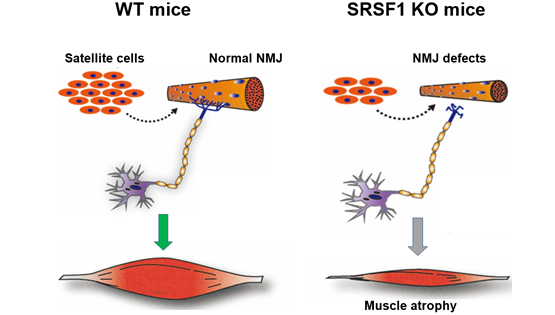 冯英研究组合作发现SRSF1调控小鼠骨骼肌卫星细胞增殖以及神经肌肉接头（NMJ）的成熟过程