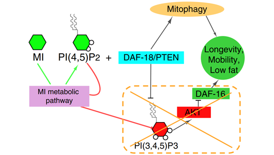 韩敬东研究组发现代谢物PI(3,4,5)P<sub>3</sub>前体延缓线虫和小鼠衰老