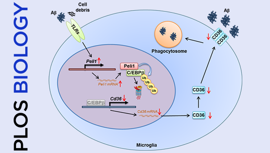 肖意传研究组合作发现Peli1调控小胶质细胞吞噬功能与AD病理的新机制