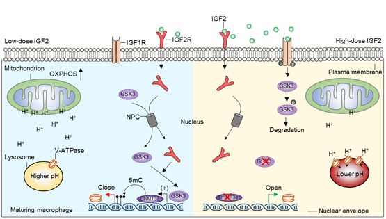 王莹、时玉舫研究组发现IGF2R调控“质子改道”赋予巨噬细胞抗炎潜能