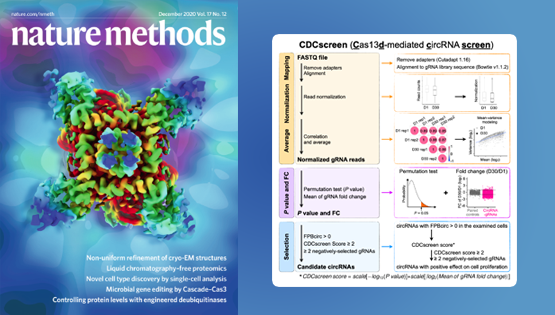 杨力研究组合作完成利用CRISPR-Cas13对环形RNA功能的筛选和研究