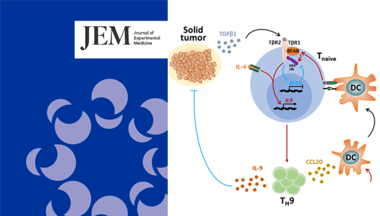营养与健康所肖意传研究组合作发现新型TH9细胞抗肿瘤免疫调控的新机制