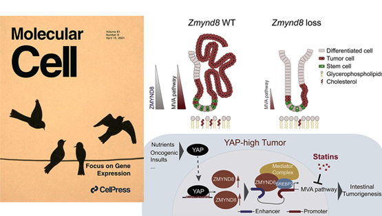营养与健康所秦骏、肖意传研究组合作报道组蛋白修饰阅读因子ZMYND8介导的甲羟戊酸（MVA）途径在肠道干细胞恶性转化及YAP高活性肠癌中的重要作用