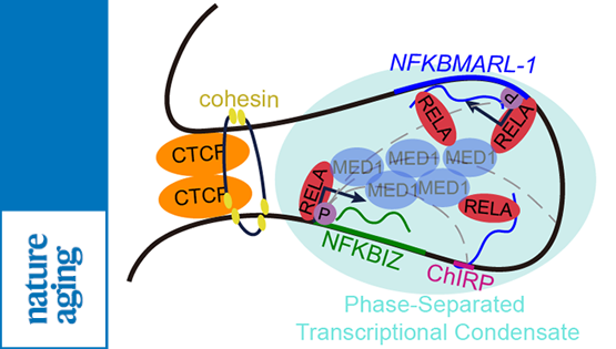 营养与健康所韩敬东研究组揭示衰老相关lncRNAs进化保守并参与NFκB信号通路调控