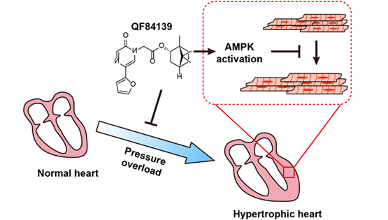营养与健康所杨黄恬研究组合作发现新型抗心肌肥厚小分子并揭示作用机制