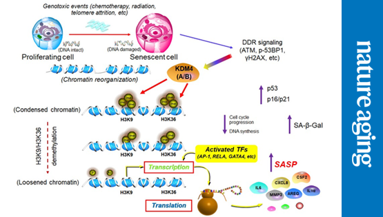营养与健康所孙宇研究组合作揭示人类衰老细胞空间基因组表观调控核心机制并绘制衰老相关染色质全局景观图谱