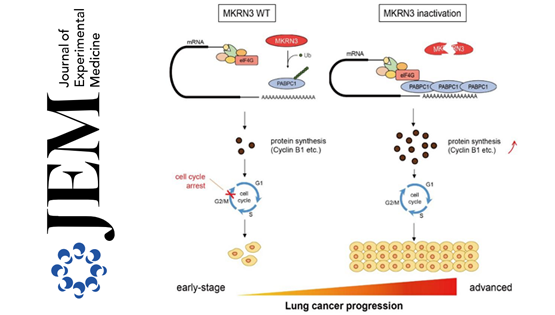 营养与健康所王跃祥研究组发现性早熟致病基因<em>MKRN3</em>失活促进肺癌进展的新机制