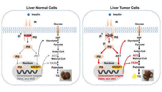 营养与健康所尹慧勇研究组发现果糖-1,6-二磷酸醛缩酶B调控胰岛素受体信号通路新机制