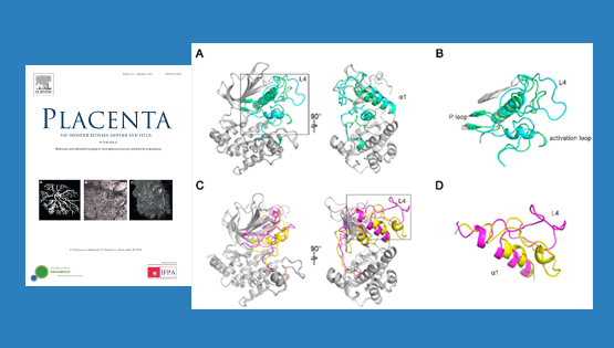 营养与健康所李海鹏研究组合作发现Nrk新外显子和加速进化对胎盘形成的关键作用