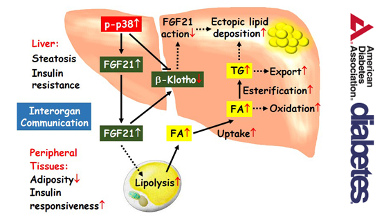 营养与健康所应浩研究组合作揭示肝脏p38激活通过FGF21调控机体代谢的分子机制