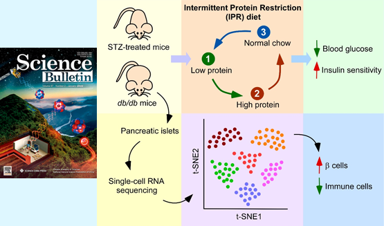 营养与健康所陈雁研究组发现间歇性蛋白限制能够干预糖尿病并保护胰岛β细胞