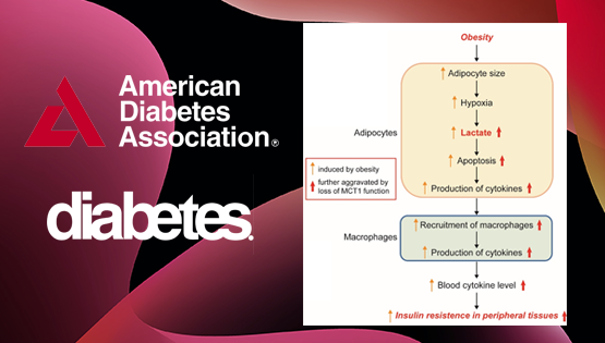 营养与健康所陈雁研究组发现乳酸参与调控肥胖导致的胰岛素抵抗
