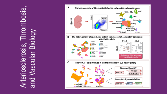 营养与健康所荆清研究组揭示血管内皮细胞时空异质性和MicroRNA-126维持内皮细胞异质性稳态的作用机制