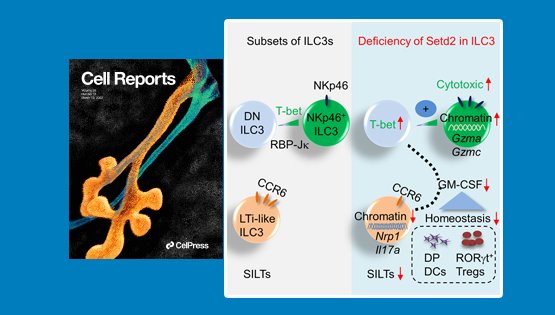 营养与健康所邱菊组合作发现Setd2对3型天然淋巴细胞和肠道免疫的调控作用