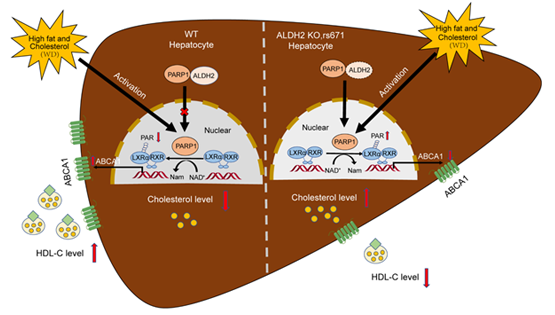 营养与健康所尹慧勇研究组发现乙醛脱氢酶2调控高密度脂蛋白代谢新机制