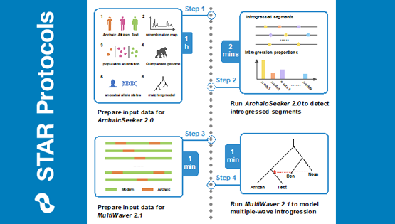 营养与健康所发布ArchaicSeeker2.0方法重构古人类基因交流模型的分析流程