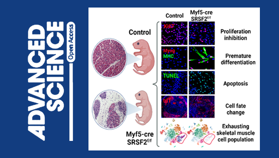 营养与健康所冯英研究组合作发现SRSF2在骨骼肌胚胎发育过程中的调控作用