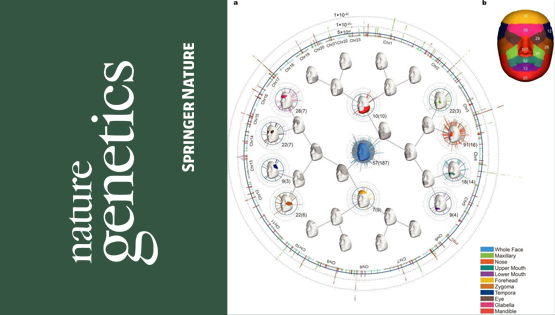 复旦大学、中科院团队最新成果：揭示东亚面部独特性遗传进化机制