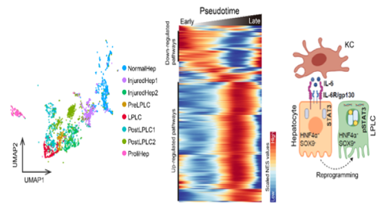 营养与健康所李虹研究组合作挖掘单细胞图谱发现巨噬细胞调控肝细胞去分化的机制