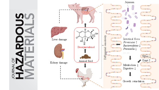 营养与健康所武爱波研究组构建呕吐毒素重要靶动物安全性评价体系