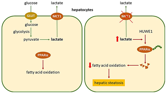 营养与健康所陈雁研究组发现肝脏中MCT1介导的乳酸转运参与调控小鼠肥胖和肝脏脂肪变性