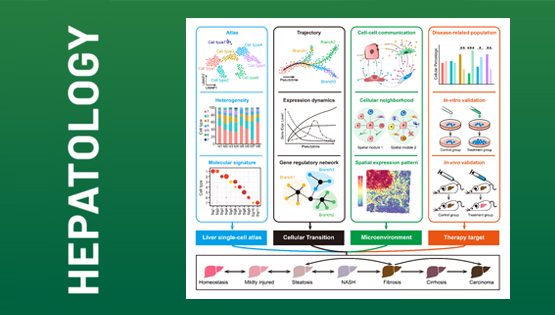 营养与健康所李虹研究组发表综述：单细胞及空间组学技术在肝脏领域的应用