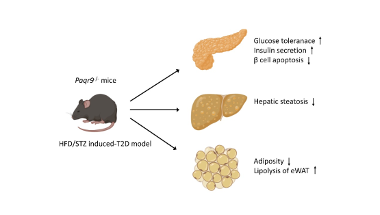 营养与健康所陈雁研究组发现PAQR9可以改善糖尿病小鼠的胰岛细胞功能和葡萄糖稳态