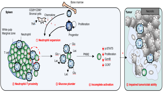 营养与健康所组织干细胞与免疫研究组发现脾脏嗜中性粒细胞调控乳腺癌进展的新机制