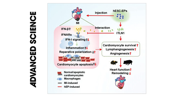 营养与健康所杨黄恬研究组合作发现人多能干细胞源心外膜细胞促进梗死心肌修复的作用和炎症调控机制