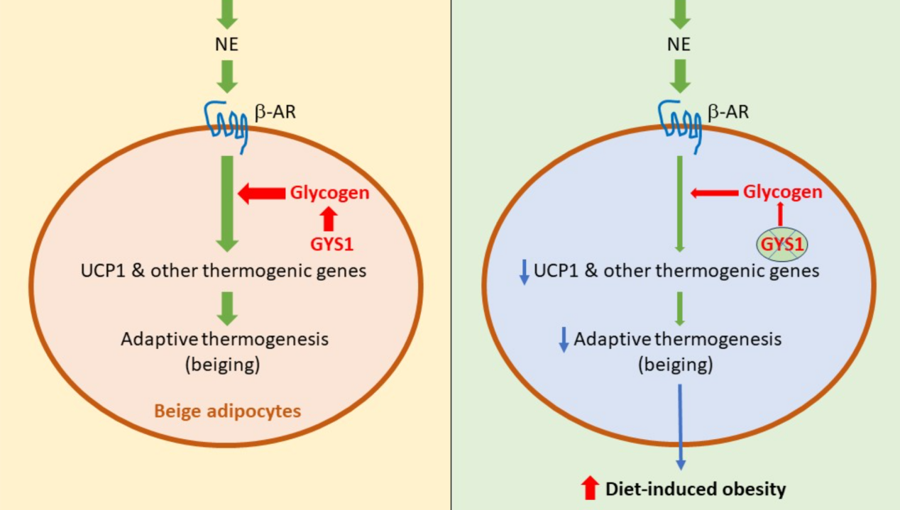 营养与健康所陈雁研究组发现糖原在米色脂肪组织适应性产热中的作用及其对肥胖的影响