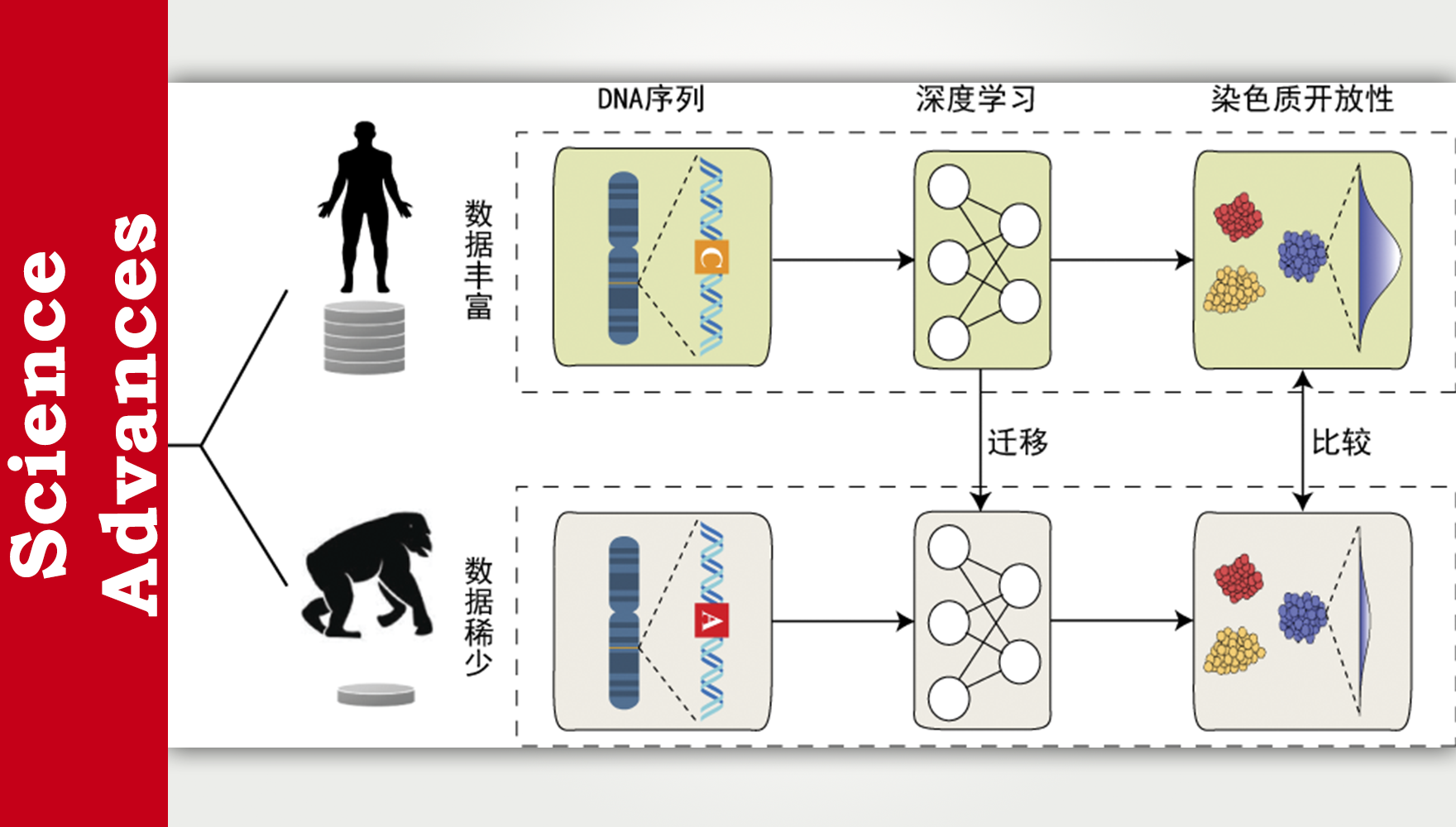 工程实验室人工智能与数字健康部利用深度学习揭示人类特异染色质开放性增强区域